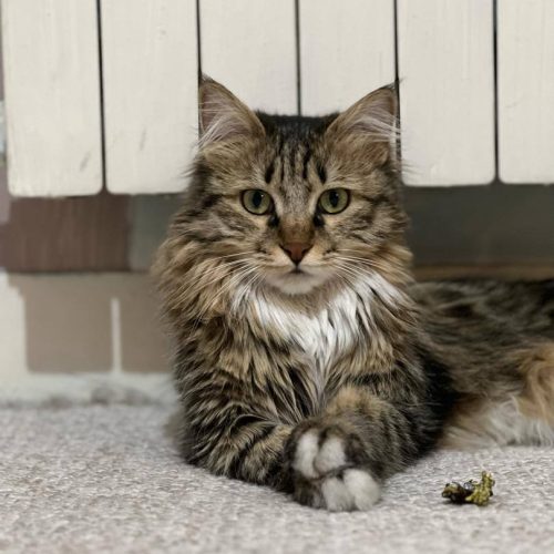 گربه‌ واگذاری