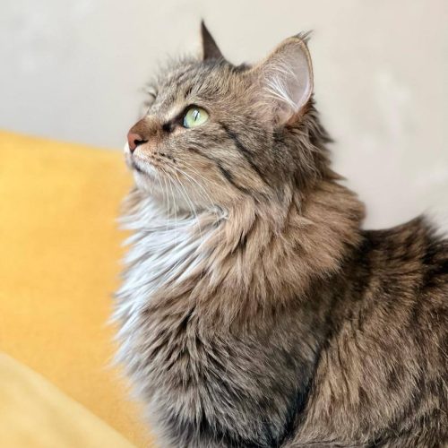 گربه‌ واگذاری