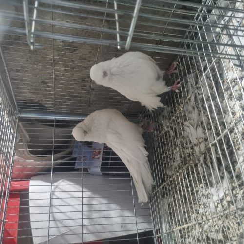 کبوترنوک قنارکفترنوک ریز