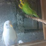 فروش مرغ عشق