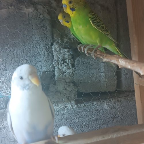 فروش مرغ عشق