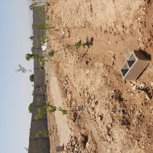 باغچه 600متری