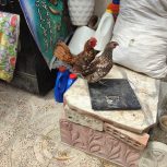 خروس و مرغ تخم گذار چینی