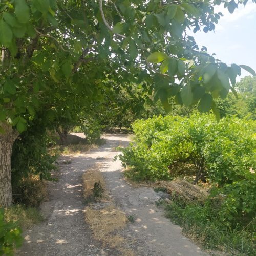 زمین باغ