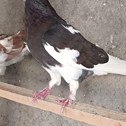 کبوترکفترشازده سبزکاکلی