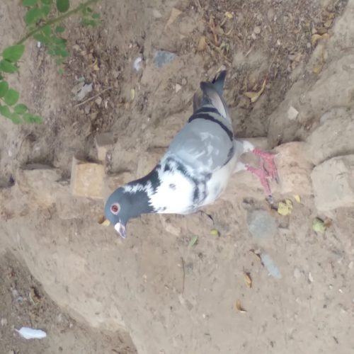 کبوتر یا پرنده