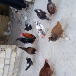 مرغ وخروس جوان