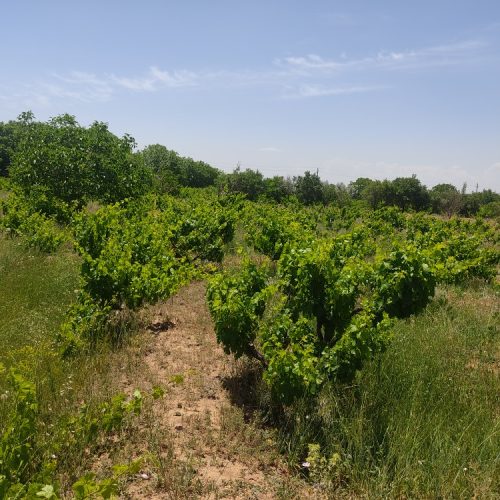 فروش بخشی از باغ های درخت انگور و گردو