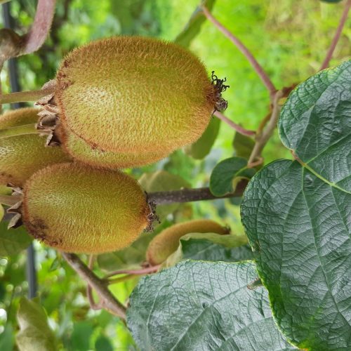 فروش زمین(باغ کیوی)