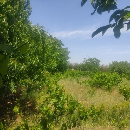 فروش بخشی از باغ های درخت انگور و گردو