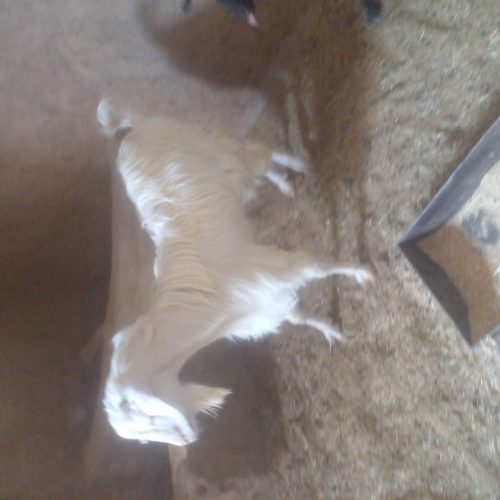 بز ماده ونر