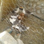 فروش غاز سه ماهه