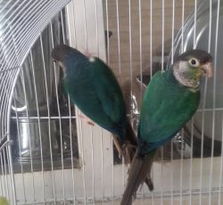 گرینچیک تراکوییس یلو ساید