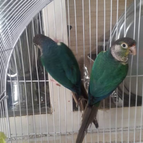 گرینچیک تراکوییس یلو ساید