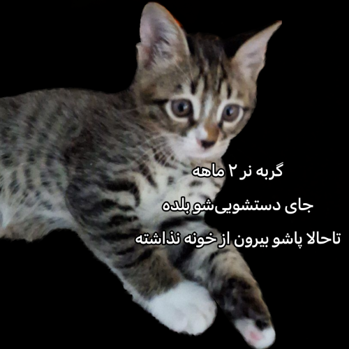 واگذاری گربه ماده و گربه نر