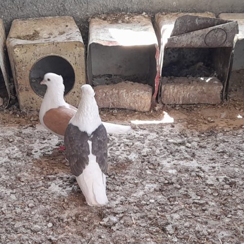 یک جفت کبوترپشتی