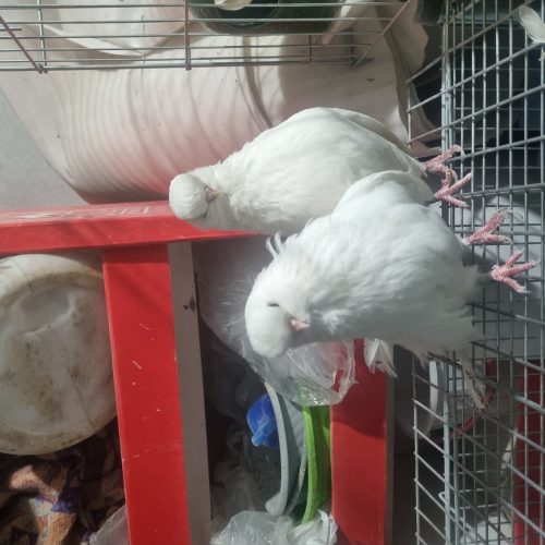 کبوترنوک قنارکفترنوک ریز