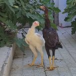 جوجه لاری اصیل نژاد دنگ بالا