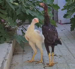 جوجه لاری اصیل نژاد دنگ بالا