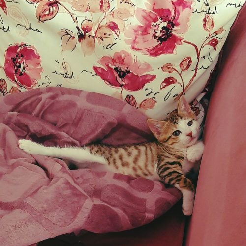 واگذاری گربه DSH نر دو ماه و نیمه