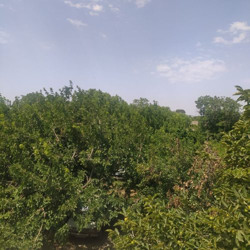 زمین باغ