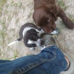 توله سگ شکاری پیونتر اصل