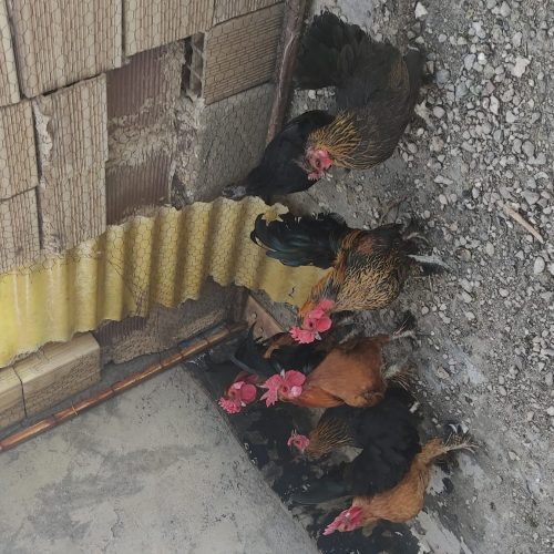 مرغ و خروس مینیاتوری سبرایت