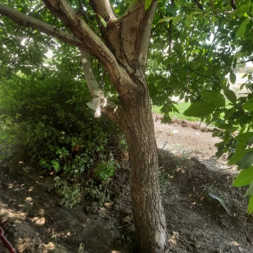 فروش باغ سر جاده اصلی سنندج