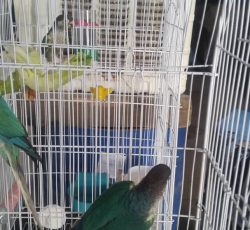 2جفت گرینچیک