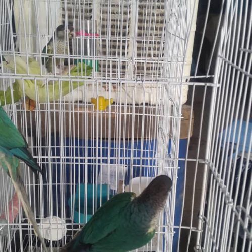 2جفت گرینچیک