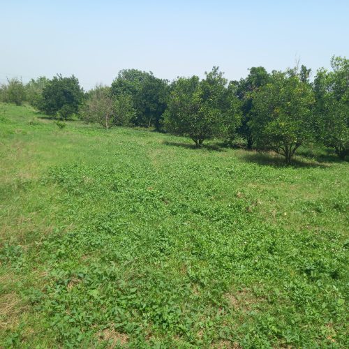 زمین باغی
