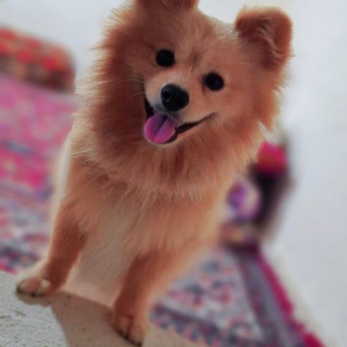 سگ شناسنامه دار نژاد روباهی