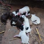 توله شکاری پوینتر