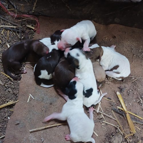 توله شکاری پوینتر