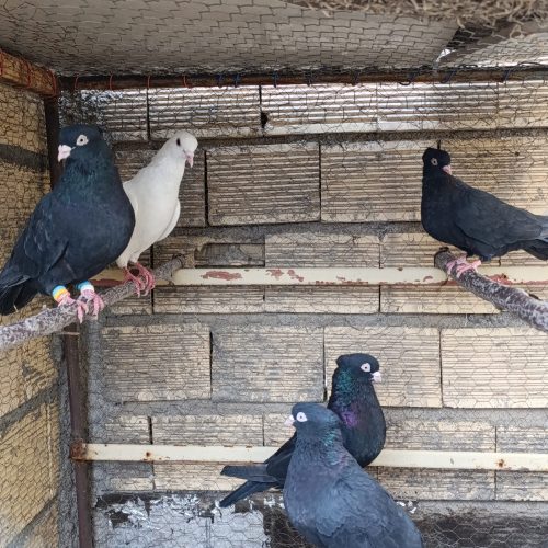 فروش دوجفت سیاه چشونوک