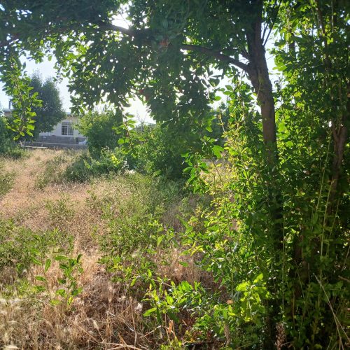 فروش باغ شهری1000متری گلدشت دارنگون