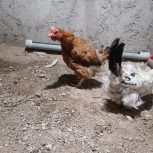 مرغ خروس 1 ساله تخم گذار