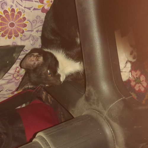 دو عدد گربه خانگی