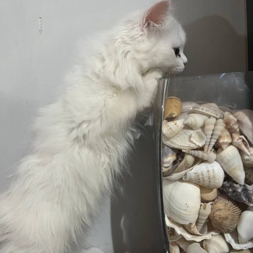 توله گربه پرشین بریتیش