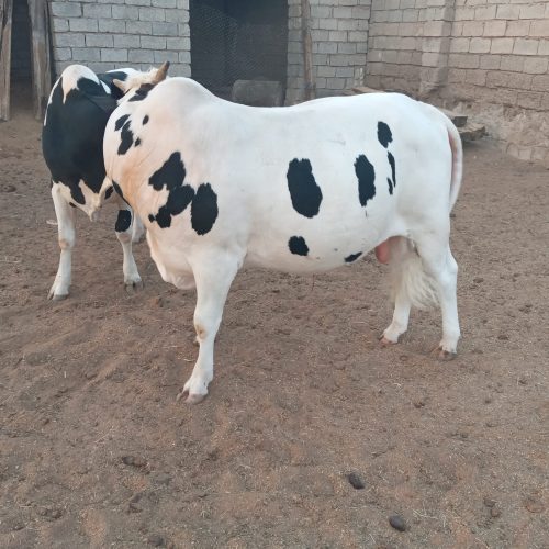 2 عدد گوساله