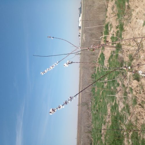 زمین باغچه ای