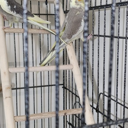 عروس هلندی