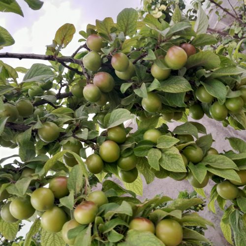 باغ در شهرضا