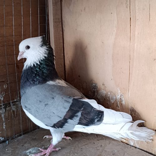 کفترکبوترشازده سبزکاکلی