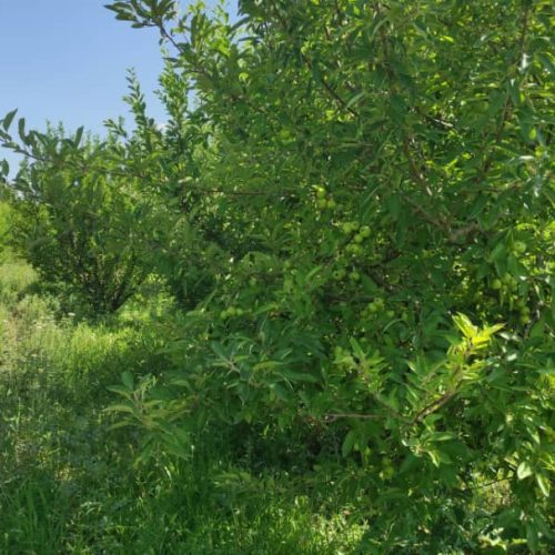 فروش باغ الوان