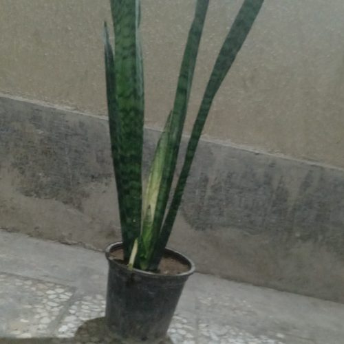 گل و گیاه آپارتمانی
