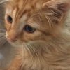 واگذاری گربه گارفیلد orange tabby