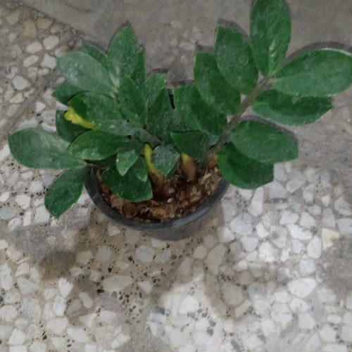 گل و گیاه آپارتمانی