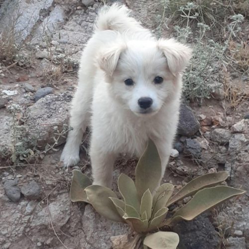 سگ سه ماهه  خانگی