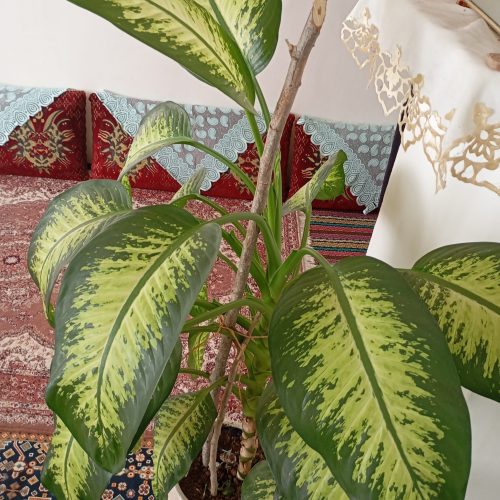 گل دیفن باخیا